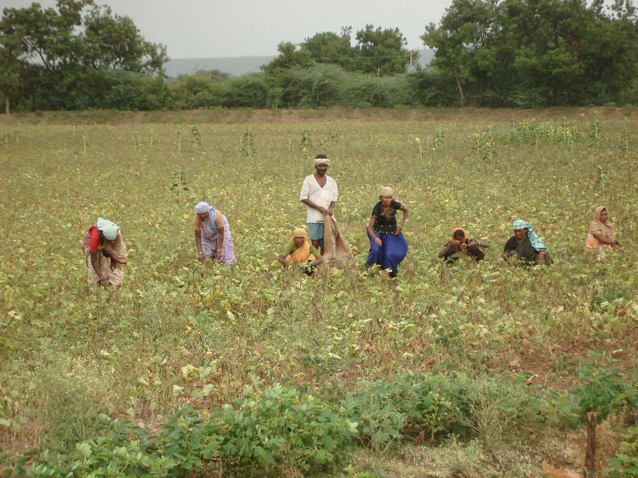 Indian farmers working in a crop field